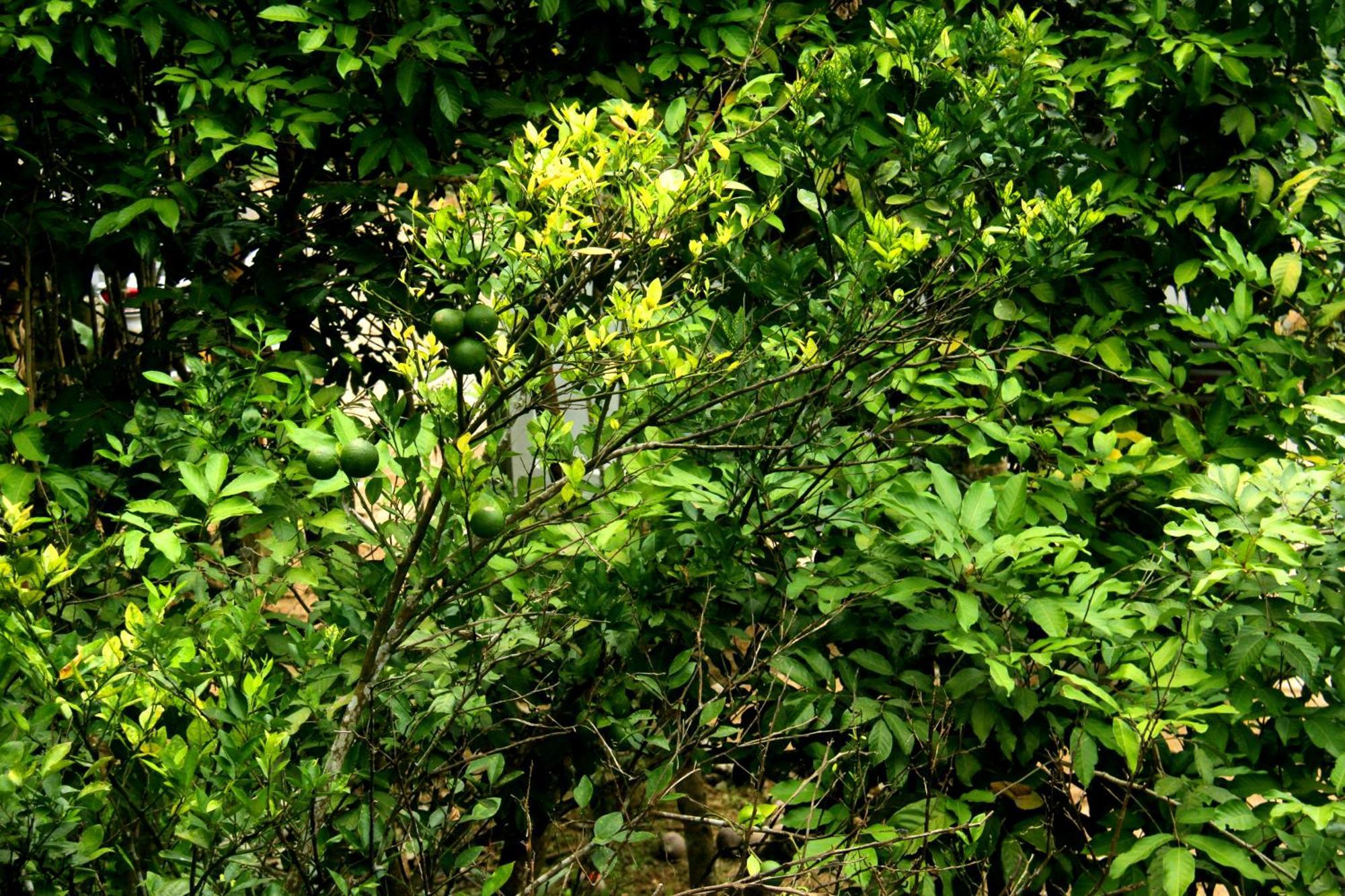 The Breeze Pinnawala Pinnawala  Eksteriør bilde